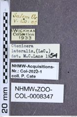 Etiketten zu Selatosomus lateralis (LeConte, 1853) (NHMW-ZOO-COL-0008347)